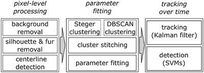 WhiskEras: A New Algorithm for Accurate Whisker Tracking